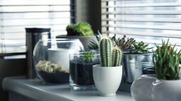 About our plant shop