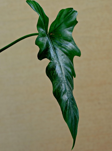 Plant care advantages